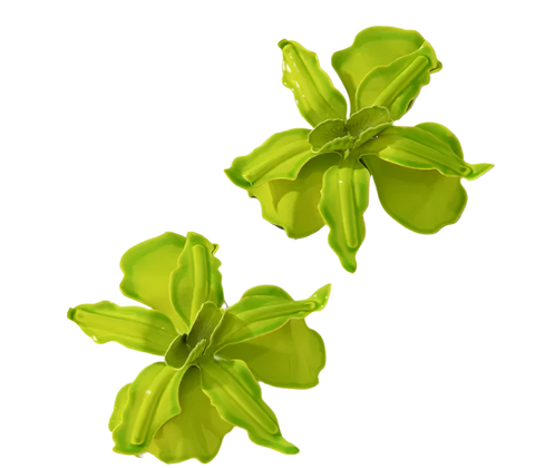 FLOWER LIME Earrings
